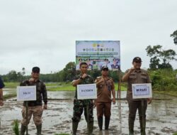 Dukung Swasembada Pangan Nasional, Dandim 0420/Sarko dan Bupati Merangin Tanam Padi Serentak di Dua Kabupaten