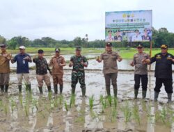 Bupati H M Syukur dan Forkopimda Tanam Padi Sawah Serentak