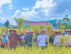 Dandim 0420/Sarko Hadiri Panen Raya dan Penyerahan Bantuan Pertanian di Desa Bukit Batu, Sungai Manau