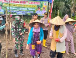 Dukung Ketahanan Pangan, Babinsa Hadiri Tanam Jagung Perdana di Desa Binaan