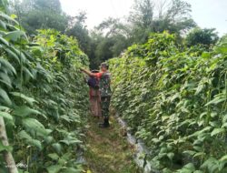 Babinsa Sarolangun Dukung Ketahanan Pangan Desa