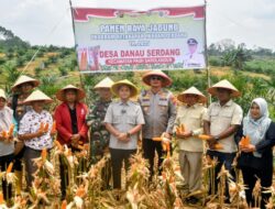 Perkuat Ketahanan Pangan Polres Sarolangun bersama Forkopimda Panen Raya Jagung Kuartal III Tahun 2025