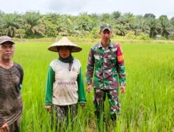 Babinsa Bantu Petani Merawat Tanaman Padi