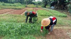 Babinsa Bantu Petani Panen Kangkung di Desa Sukajadi, Wujud Kepedulian TNI terhadap Ketahanan Pangan