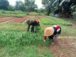 Babinsa Bantu Petani Panen Kangkung di Desa Sukajadi, Wujud Kepedulian TNI terhadap Ketahanan Pangan