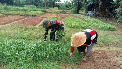 Babinsa Bantu Petani Panen Kangkung di Desa Sukajadi, Wujud Kepedulian TNI terhadap Ketahanan Pangan