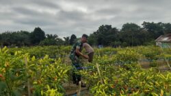 Babinsa Dampingi Petani Cabai dan Timun di Sarolangun, Dorong Ketahanan Pangan dan Ekonomi Warga