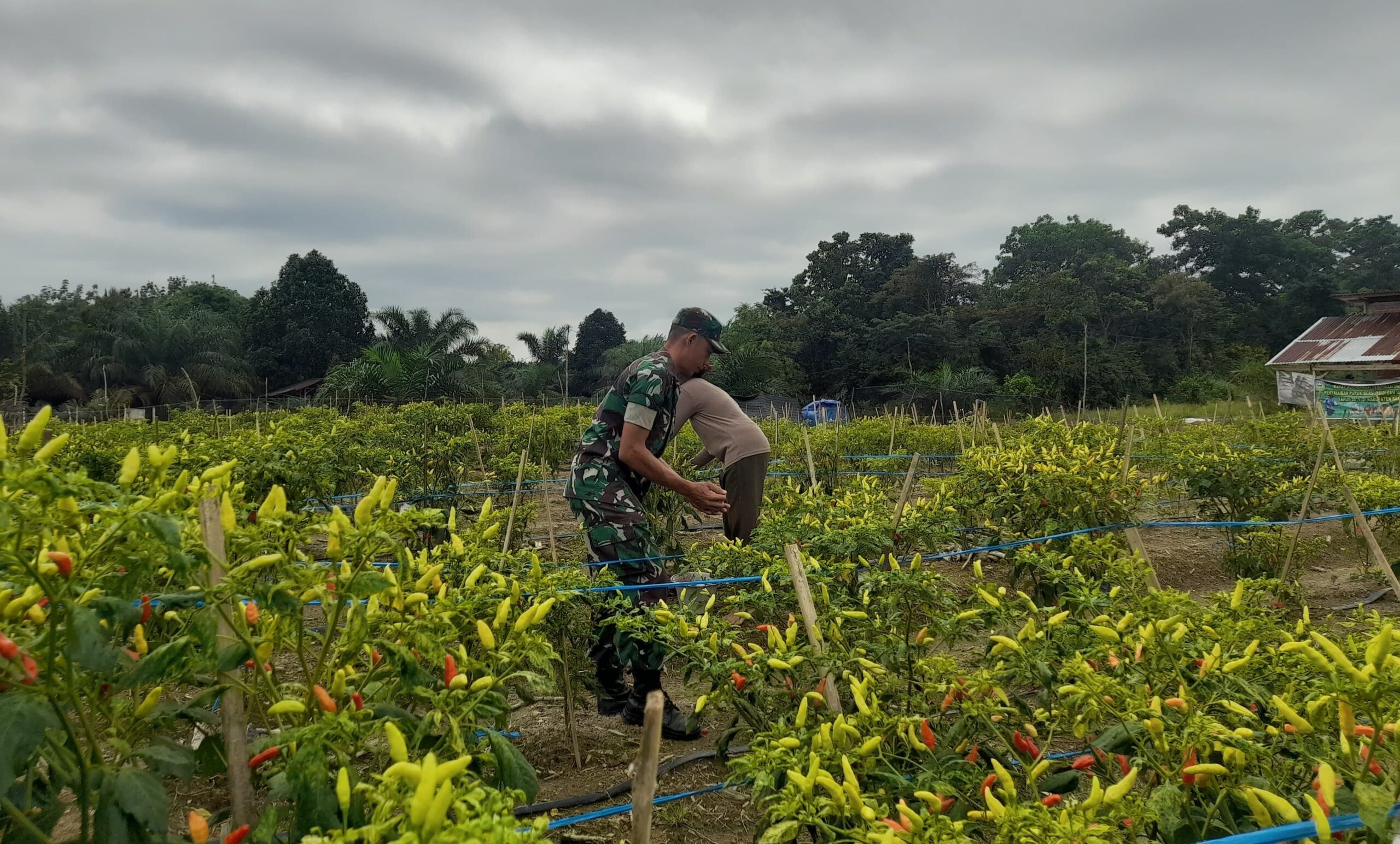 Babinsa Dampingi Petani Cabai dan Timun di Sarolangun, Dorong Ketahanan Pangan dan Ekonomi Warga Babinsa Dampingi Petani Cabai dan Timun di Sarolangun, Dorong Ketahanan Pangan dan Ekonomi Warga