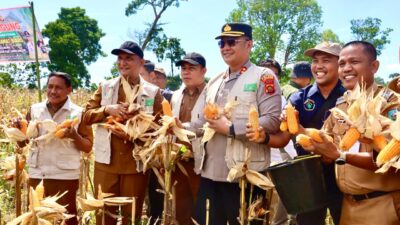 Panen Raya Jagung Bumdes Keramat Biaro Desa Lidung di Hadiri Bupati dan Kapolres Sarolangun.