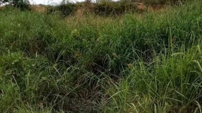 Klarifikasi Pihak PKS PT Rafi Kamajaya Abadi Terkait Kolam Bocor, Pihak Perusahaan Beri Penjelasan!