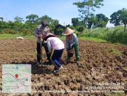 Kanit Bimas Dan Babinmas Polsek Warunggunung Polres Lebak berjibaku bersama petani lakukan penanaman Jagung Hibrida 