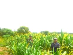 PERKUAT HANPANGAN BABINSA BANTU PETANI PERAWATAN TANAMAN JAGUNG
