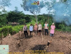 Kapolsek Cimarga Polsek Cimarga Polres Lebak Bersama Petani Jagung Desa Tambak Laksanakan Penanaman Jagung Hibrida