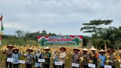 Wakil Bupati Sarolangun Hadiri Panen Jagung Desa Sendang Sari Singkut, Polres Sarolangun Konsisten Perkuat Ketahanan Pangan Nasional. Wakil Bupati Sarolangun Hadiri Panen Jagung Desa Sendang Sari Singkut, Polres Sarolangun Konsisten Perkuat Ketahanan Pangan Nasional.