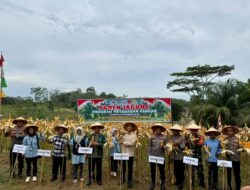 Wakil Bupati Sarolangun Hadiri Panen Jagung Desa Sendang Sari Singkut, Polres Sarolangun Konsisten Perkuat Ketahanan Pangan Nasional.
