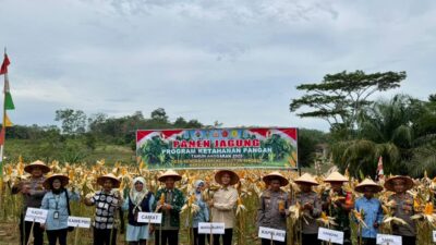 Wakil Bupati Sarolangun Hadiri Panen Jagung Desa Sendang Sari Singkut, Polres Sarolangun Konsisten Perkuat Ketahanan Pangan Nasional. Wakil Bupati Sarolangun Hadiri Panen Jagung Desa Sendang Sari Singkut, Polres Sarolangun Konsisten Perkuat Ketahanan Pangan Nasional.