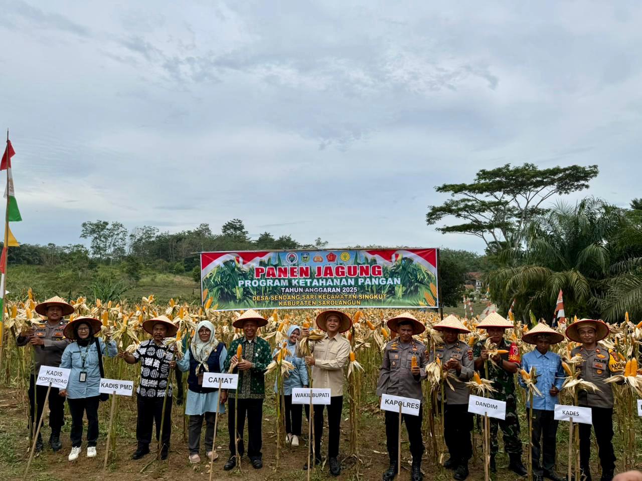 Wakil Bupati Sarolangun Hadiri Panen Jagung Desa Sendang Sari Singkut, Polres Sarolangun Konsisten Perkuat Ketahanan Pangan Nasional.