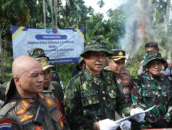 BNN MUSNAHKAN 69 TON GANJA DI ACEH UTARA