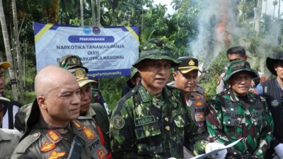 BNN MUSNAHKAN 69 TON GANJA DI ACEH UTARA BNN MUSNAHKAN 69 TON GANJA DI ACEH UTARA