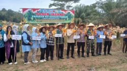 Babinsa Koramil 420 – 02 Muara Limun Hadiri Panen Raya Jangung Dalam Rangka Mendukung Program Ketahan Pangan