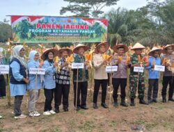 Babinsa Koramil 420 – 02 Muara Limun Hadiri Panen Raya Jangung Dalam Rangka Mendukung Program Ketahan Pangan