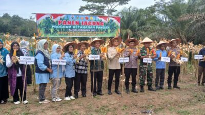 Babinsa Koramil 420 – 02 Muara Limun Hadiri Panen Raya Jangung Dalam Rangka Mendukung Program Ketahan Pangan