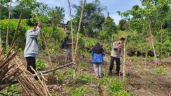 Polsek Cimarga Poles Lebak Bersama Petani Dan Mantri Tani Tanam Jagung Hibrida Di Desa Tambak Polsek Cimarga Poles Lebak Bersama Petani Dan Mantri Tani Tanam Jagung Hibrida Di Desa Tambak