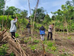 Polsek Cimarga Poles Lebak Bersama Petani Dan Mantri Tani Tanam Jagung Hibrida Di Desa Tambak
