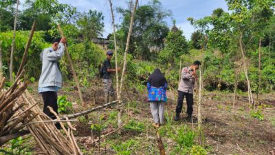 Polsek Cimarga Poles Lebak Bersama Petani Dan Mantri Tani Tanam Jagung Hibrida Di Desa Tambak Polsek Cimarga Poles Lebak Bersama Petani Dan Mantri Tani Tanam Jagung Hibrida Di Desa Tambak