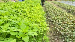 Babinsa Bantu Petani Rawat Dan Bersihkan Gulma Tanaman Bayam Babinsa Bantu Petani Rawat Dan Bersihkan Gulma Tanaman Bayam