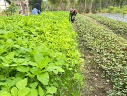 Babinsa Bantu Petani Rawat Dan Bersihkan Gulma Tanaman Bayam