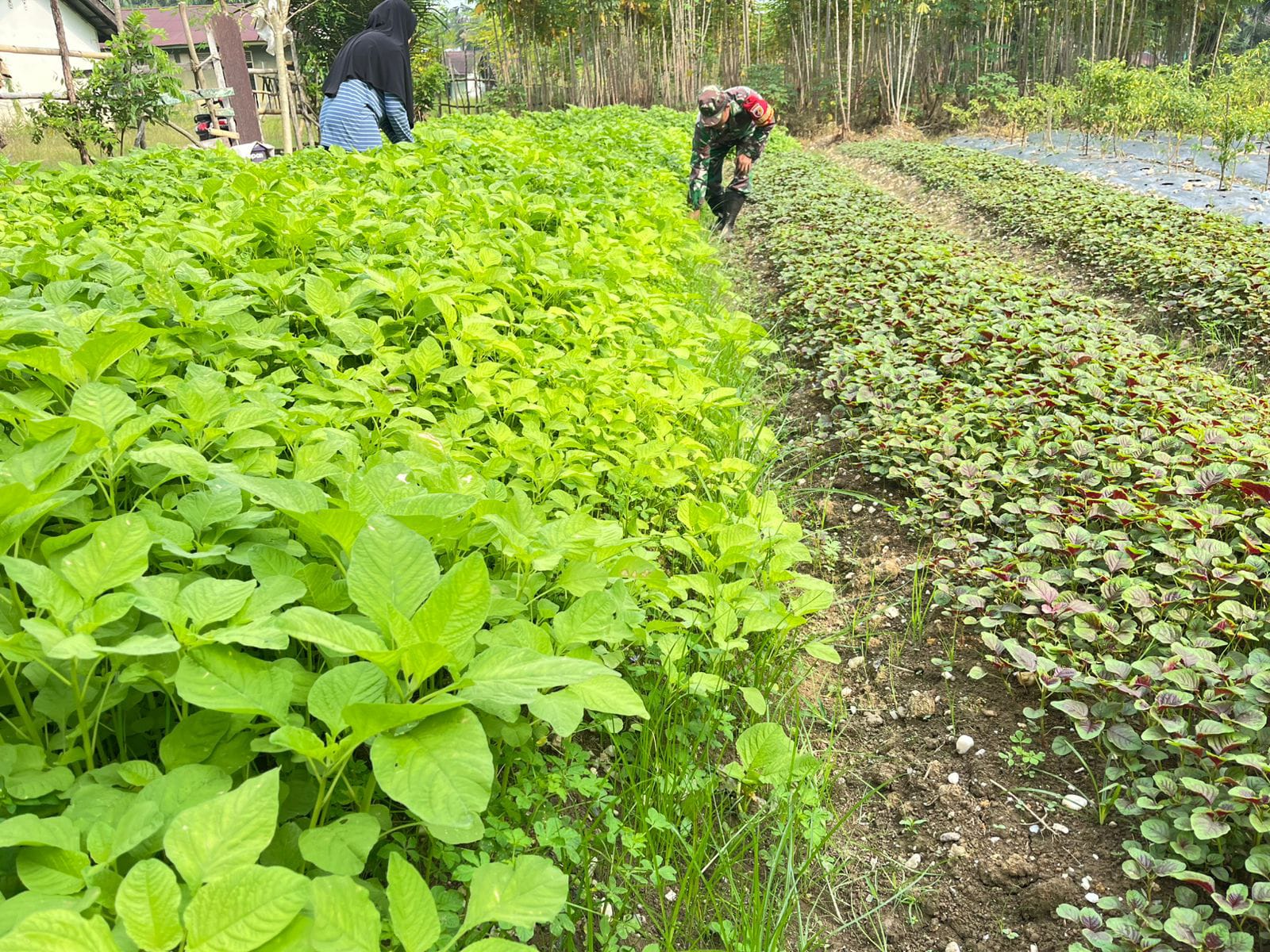 Babinsa Bantu Petani Rawat Dan Bersihkan Gulma Tanaman Bayam