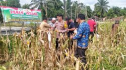 Dukung Ketahanan Pangan di Desa Mandiangin Mudo, Polsek Mandiangin Turun bersama Kelompok Tani Lakukan Panen Jagung.