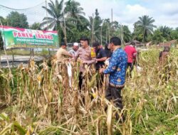 Dukung Ketahanan Pangan di Desa Mandiangin Mudo, Polsek Mandiangin Turun bersama Kelompok Tani Lakukan Panen Jagung.