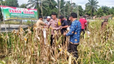 Dukung Ketahanan Pangan di Desa Mandiangin Mudo, Polsek Mandiangin Turun bersama Kelompok Tani Lakukan Panen Jagung.