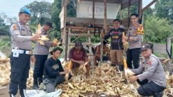 Jagung Tumbuh, Negeri Tangguh : Polsek Batin VIII Kawal Program Ketahanan Pangan Desa Teluk Mancur.