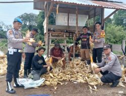 Jagung Tumbuh, Negeri Tangguh : Polsek Batin VIII Kawal Program Ketahanan Pangan Desa Teluk Mancur.