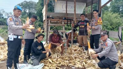 Jagung Tumbuh, Negeri Tangguh : Polsek Batin VIII Kawal Program Ketahanan Pangan Desa Teluk Mancur.