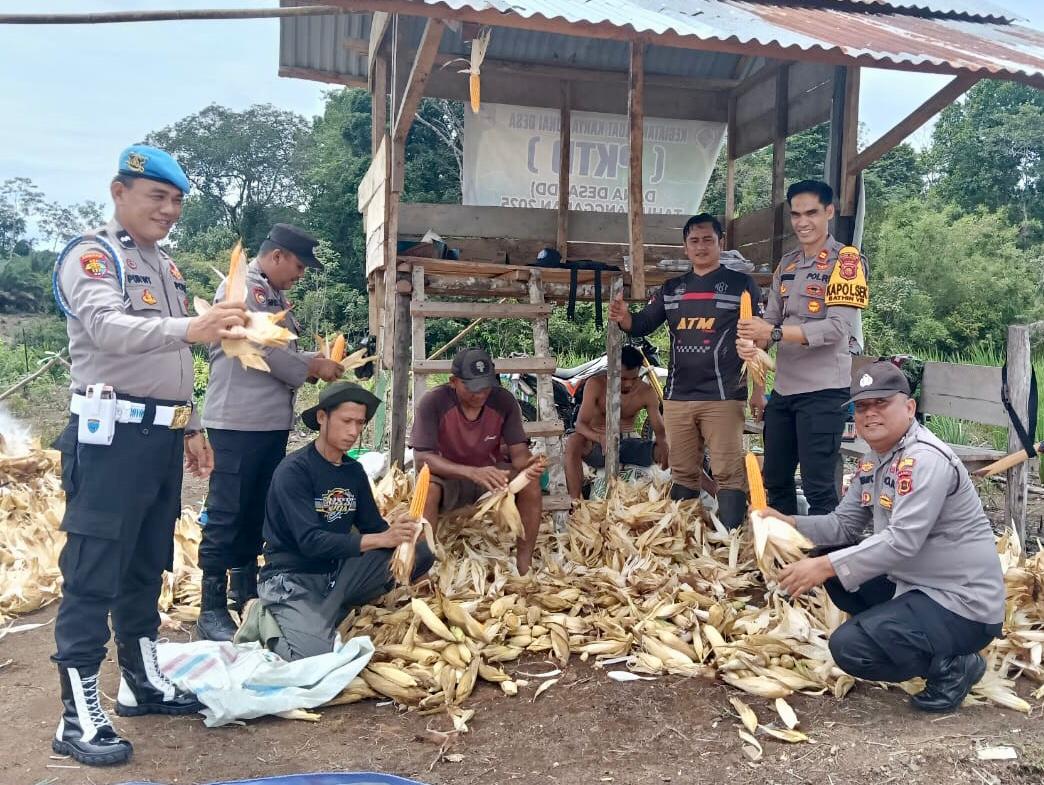 Jagung Tumbuh, Negeri Tangguh : Polsek Batin VIII Kawal Program Ketahanan Pangan Desa Teluk Mancur.