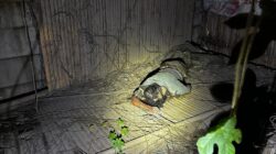 Personil Polsek Cikande Polres Serang Evakuasi Sosok Mayat Tanpa Identitas di Sebuah Gubug