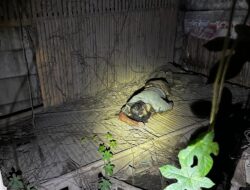 Personil Polsek Cikande Polres Serang Evakuasi Sosok Mayat Tanpa Identitas di Sebuah Gubug