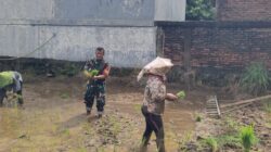 Babinsa Kelurahan Drajat Turun ke Sawah, Dukung Petani Tanam Padi, Sukseskan Swasembada Pangan Nasional.
