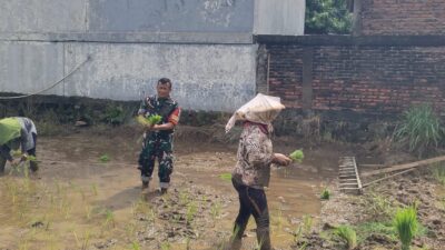 Babinsa Kelurahan Drajat Turun ke Sawah, Dukung Petani Tanam Padi, Sukseskan Swasembada Pangan Nasional.