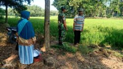 Babinsa Klego Pantau Pertumbuhan Padi Program Pompanisasi, Dukung Swasembada Pangan di Boyolali