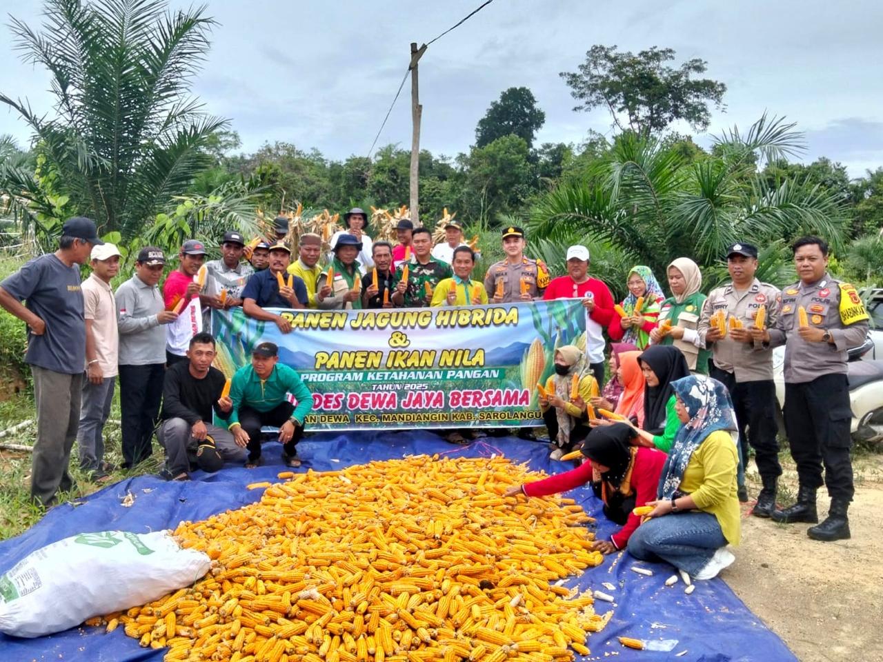 Polsek Mandiangin Kolaborasi Bersama Bumdes Desa Taman Dewa hadiri Panen Perdana Jagung.