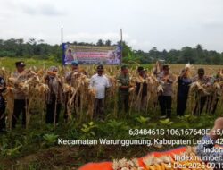 PJU Polres Lebak , Kapolsek Wargun dan Muspika Hadiri Panen Raya Jagung Jenis Hibrida SS-22