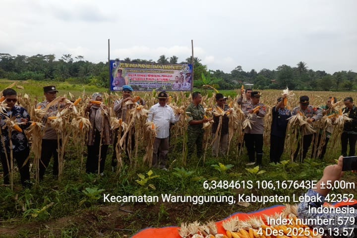 PJU Polres Lebak , Kapolsek Wargun dan Muspika Hadiri Panen Raya Jagung Jenis Hibrida SS-22