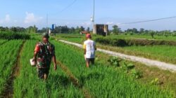 Babinsa Slorok Serma Sutrisno Melaksanakan Pemupukan Padi Bersama Kelompok Tani
