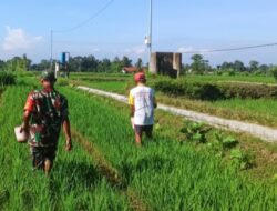 Babinsa Slorok Serma Sutrisno Melaksanakan Pemupukan Padi Bersama Kelompok Tani