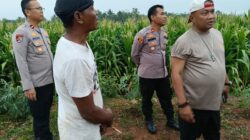 Kapolres Serang AKBP Condro Sasongko Tinjau Langsung Lahan Jagung Juara Nasional
